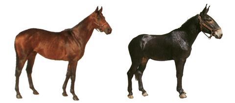 horskey.jpg