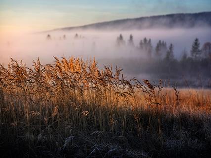 Izera Mountains fog and grass